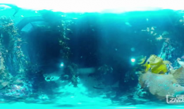 海底世界短视频,揭秘神秘海底世界的奥秘