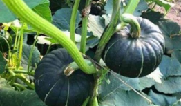 网红吃瓜爆料大全怀孕,揭秘娱乐圈怀孕大事件