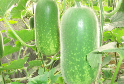 网红吃瓜爆料大全怀孕,揭秘娱乐圈怀孕大事件