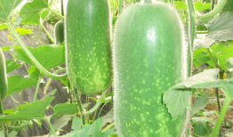 网红吃瓜爆料大全怀孕,揭秘娱乐圈怀孕大事件